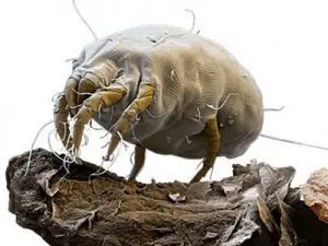 Certificado de Limpeza de Colchão